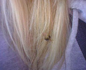 a bee in a lady's blond hair